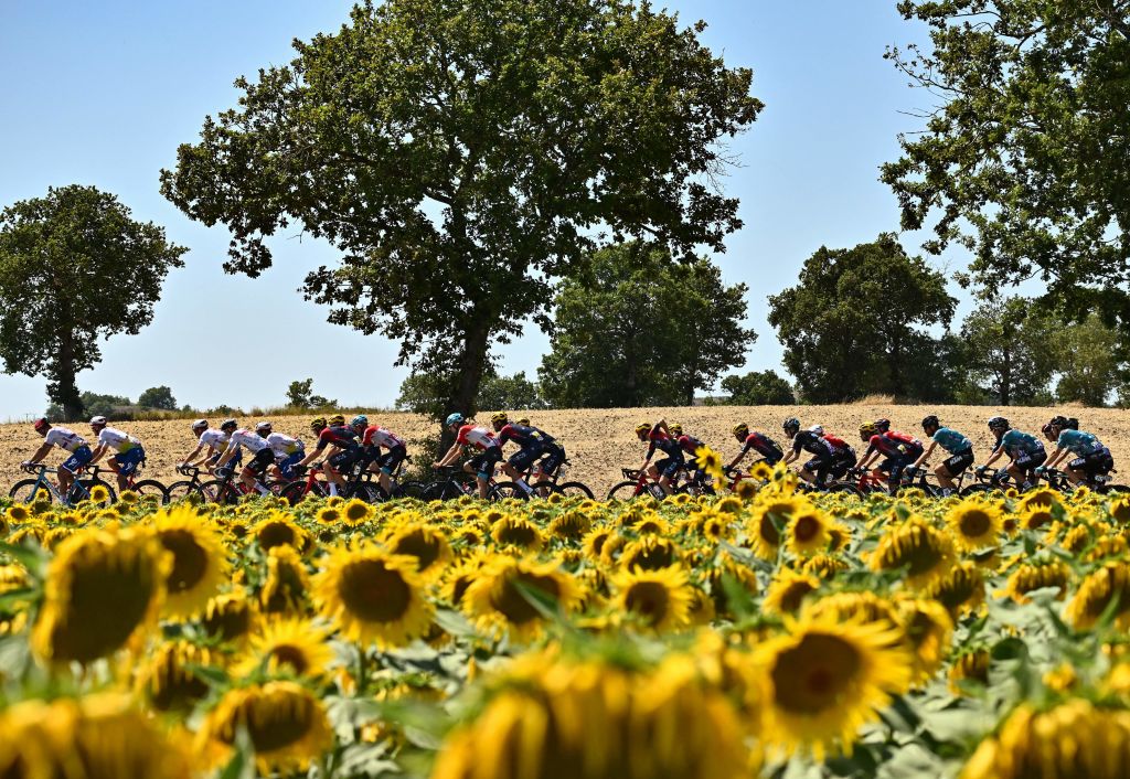 The pack of riders cycles past fields of wilted sunflowers during the 15th stage of the 109th edition of the Tour de France cycling race 2025 km between Rodez and Carcassonne in southern France on July 17 2022 Photo by Marco BERTORELLO AFP Photo by MARCO BERTORELLOAFP via Getty Images