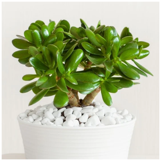 Jade Plant from Garden Goods Direct