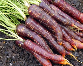 Purple Haze carrots at harvest