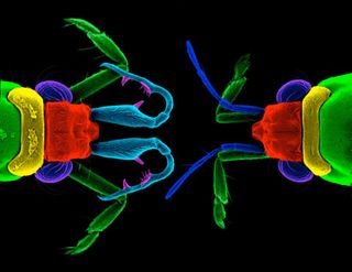 Male and female water strider antennae.