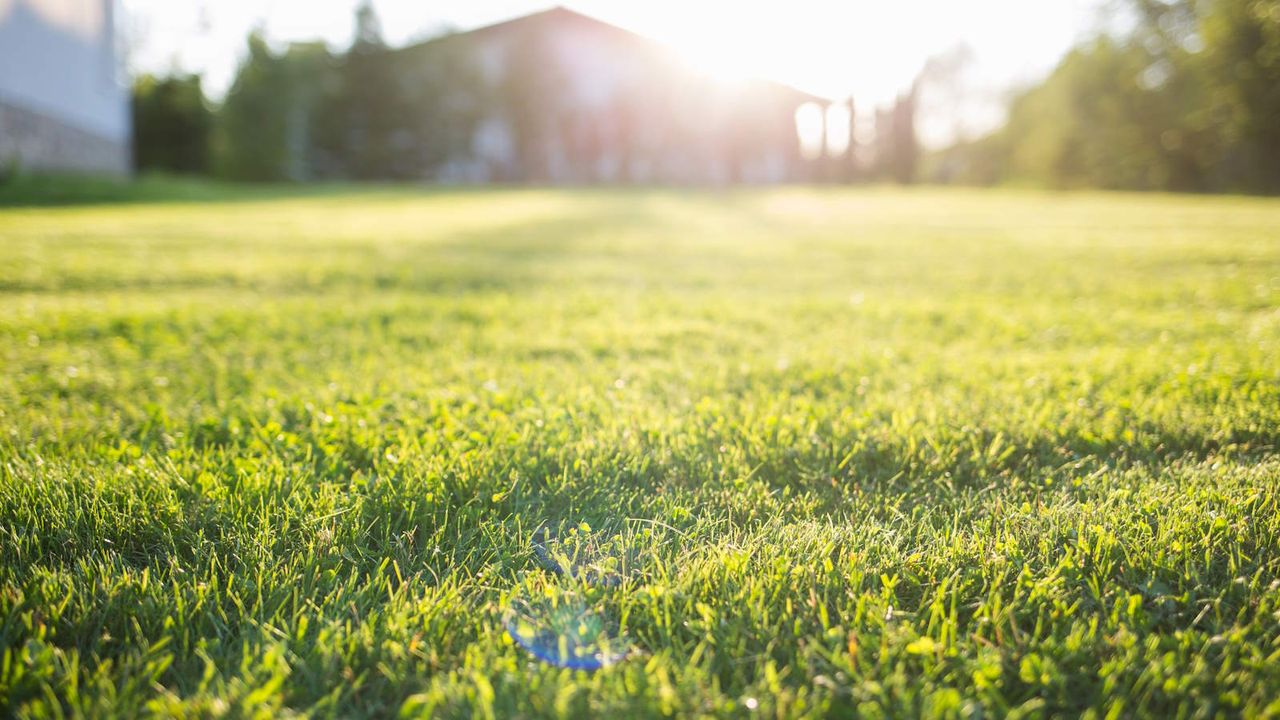 Backyard lawn up-close on a sunny day