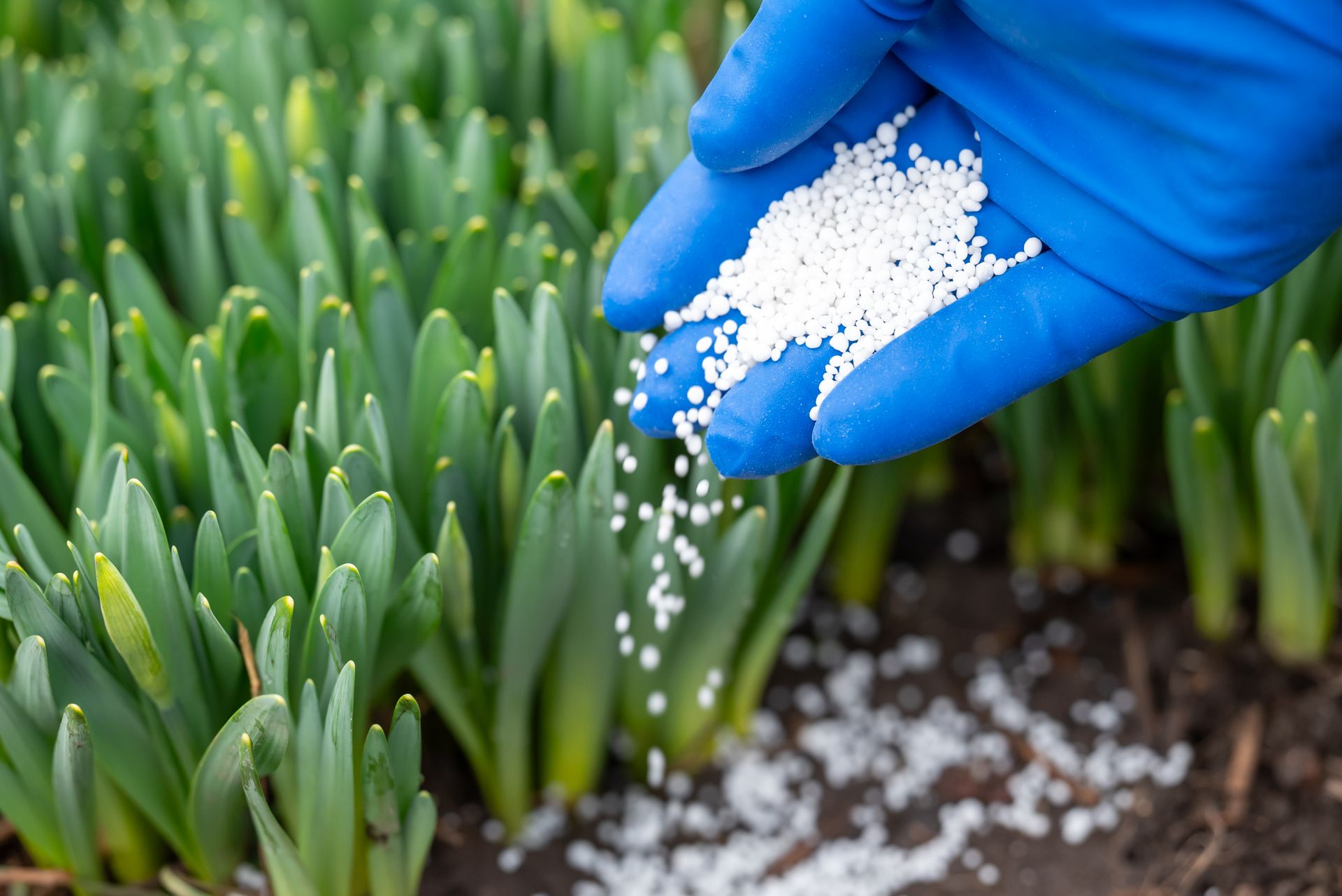 A hand in a blue glove drops white granular fertilizer on daffodil shoots with buds