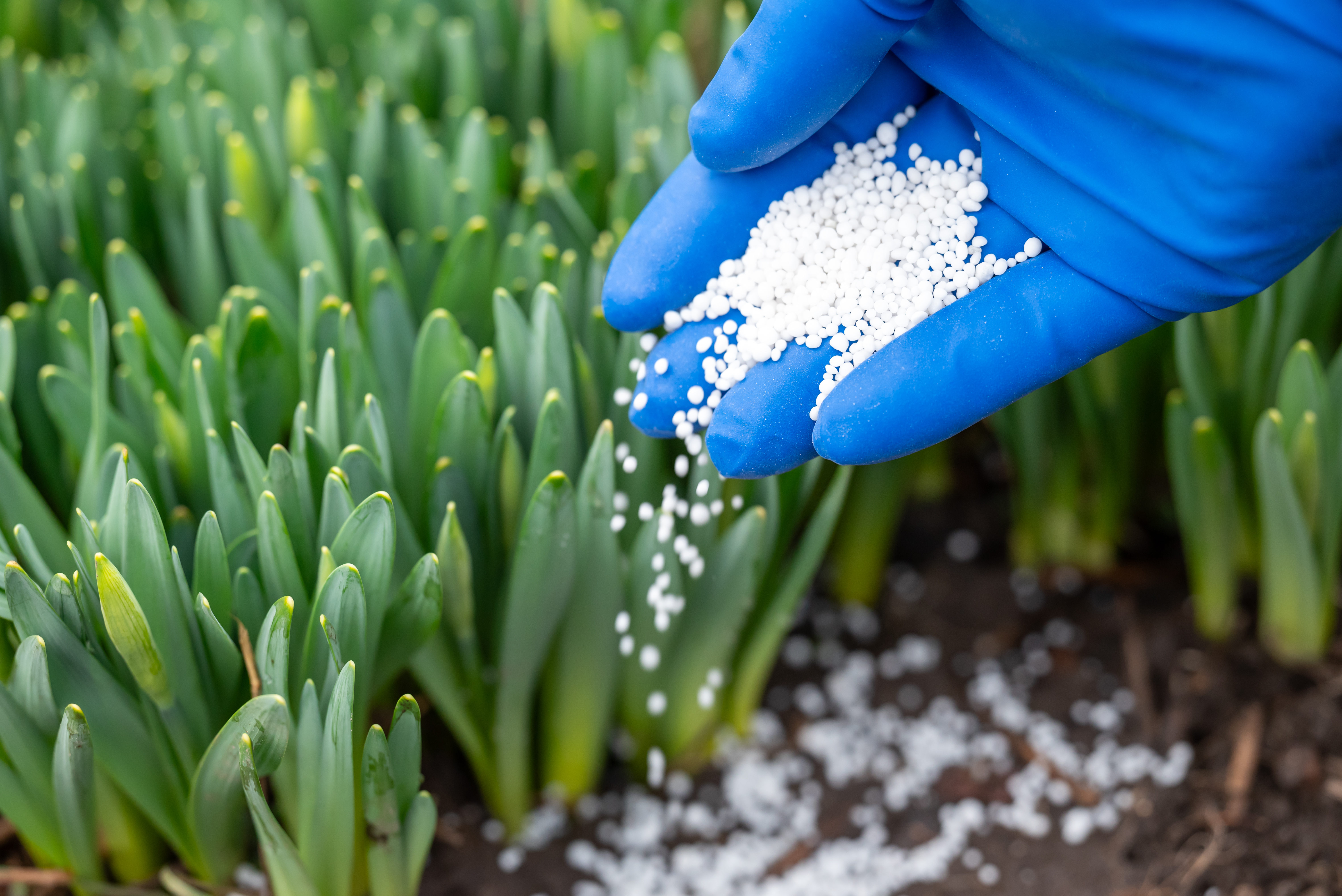 A hand in a blue glove drops white granular fertilizer on daffodil shoots with buds