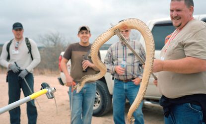 Rattlesnake round-up