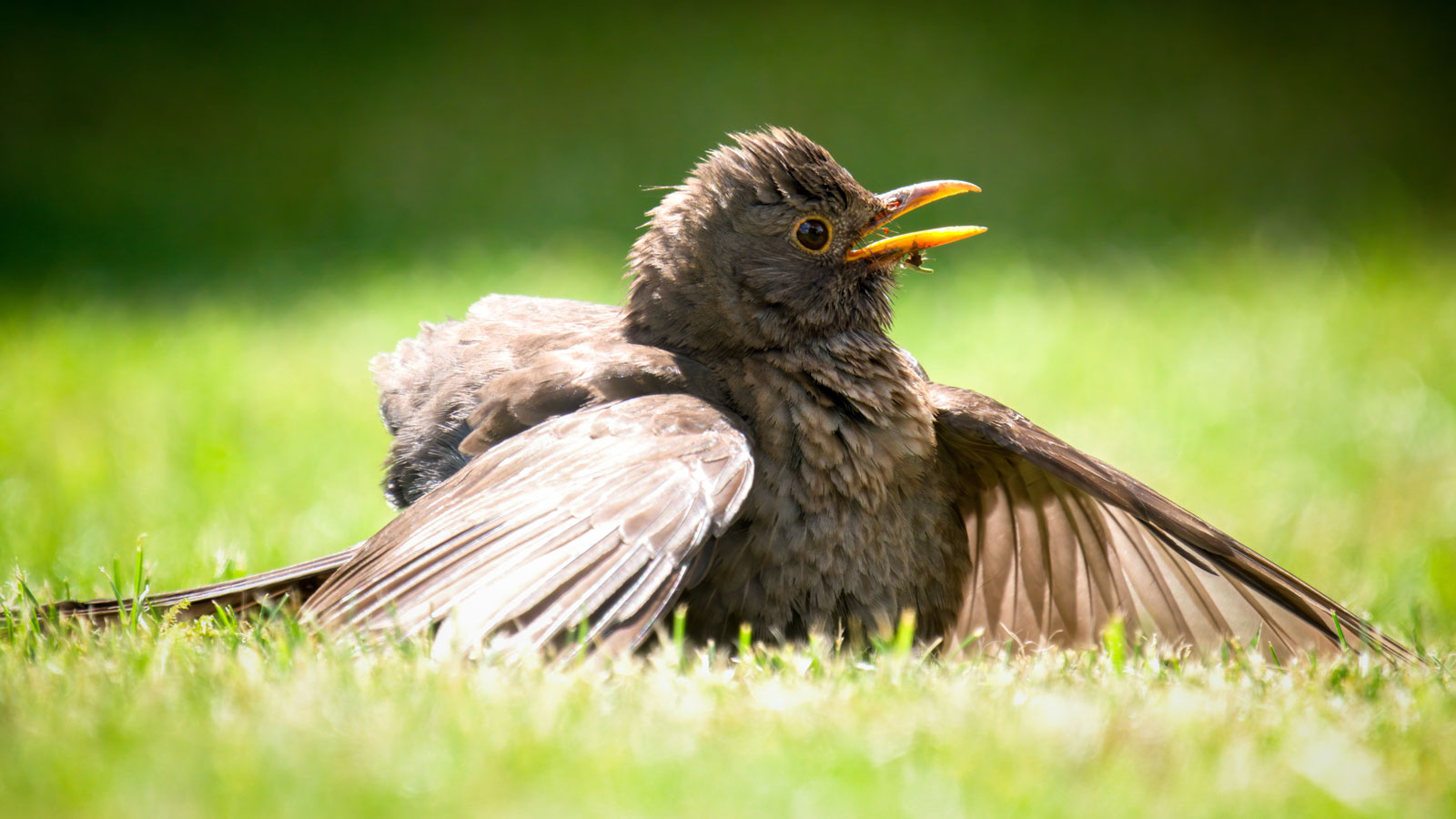 anting bird spreading wings on garden lawn