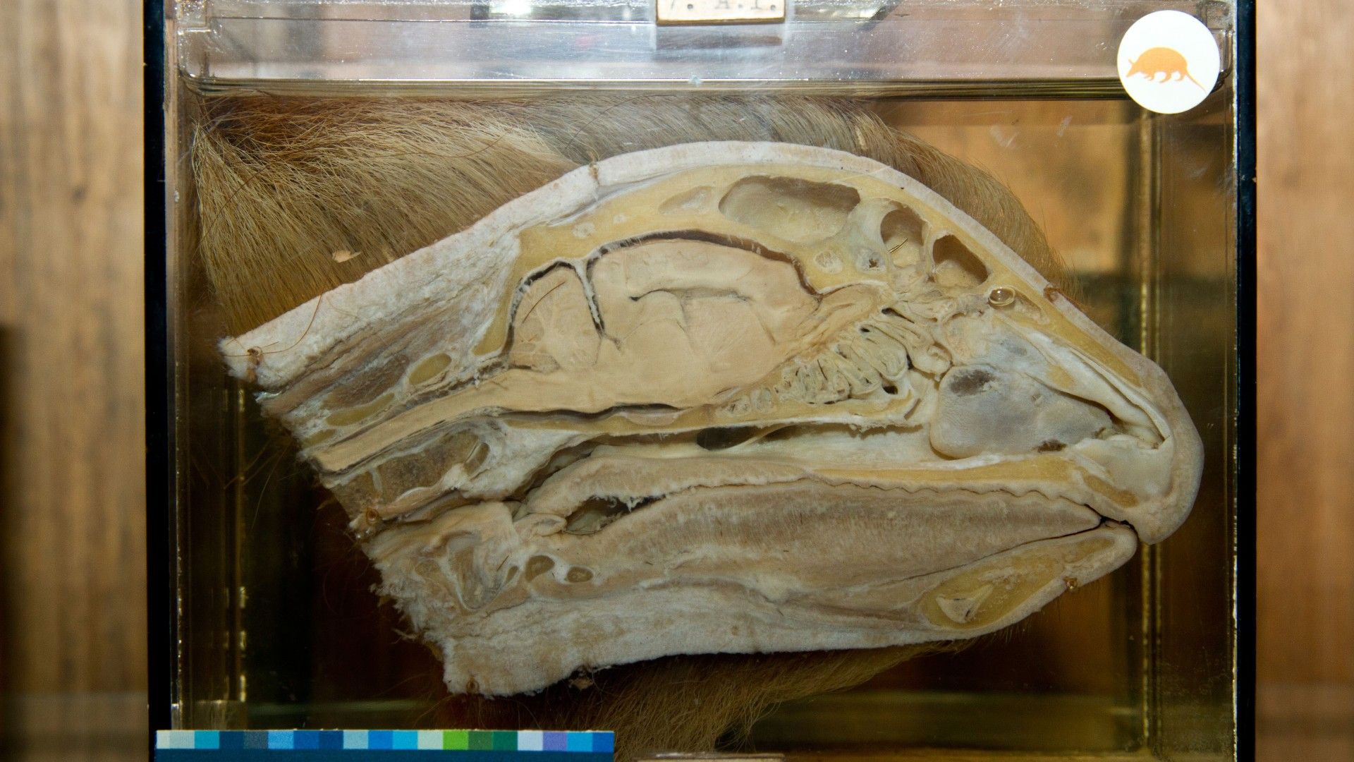 Какого животного самый большой мозг в мире. Самый большой мозг у животных. Мозг ленивца.
