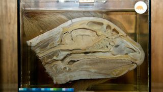 A cross-section of a sloth's brain displayed in a museum.