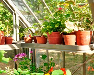 Alitex strawberry boards in greenhouse