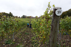 Harvesting grapes, Hambledon
