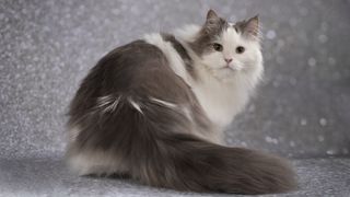 Cat with a lot of fluff