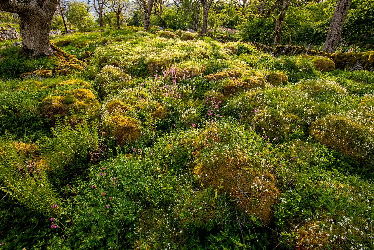 Where limestone pavement has been allowed to regenerate, plant life grows and the landscape in the Wild Ingleborough project site moves towards a wilder, more natural state.