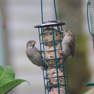 Two birds sat on hanging bird feeder.
