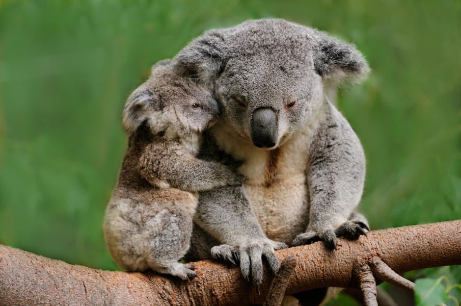 Scientists successfully test &amp;#039;breakthrough&amp;#039; vaccine for koala chlamydia