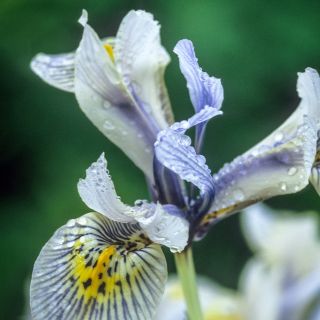 Iris 'katharine Hodgkin' (reticulata)