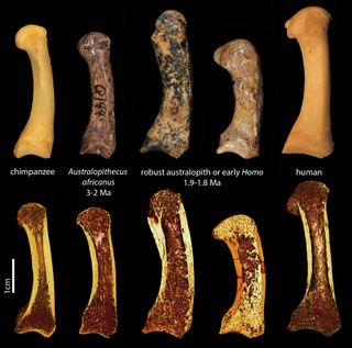 These bones are the first metacarpals of the thumb from (from left to right): a chimpanzee, fossil hominins Australopithecus africanus, two specimens belonging to either a robust australopiths or early Homo, and a human. The bottom row shows 3D renderings from the microCT scans of the same specimens, showing the trabecular structure inside.