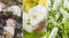 composite image of fast-growing shrubs – Physocarpus opulifolius, golden mock orange, Hebe rakaiensis
