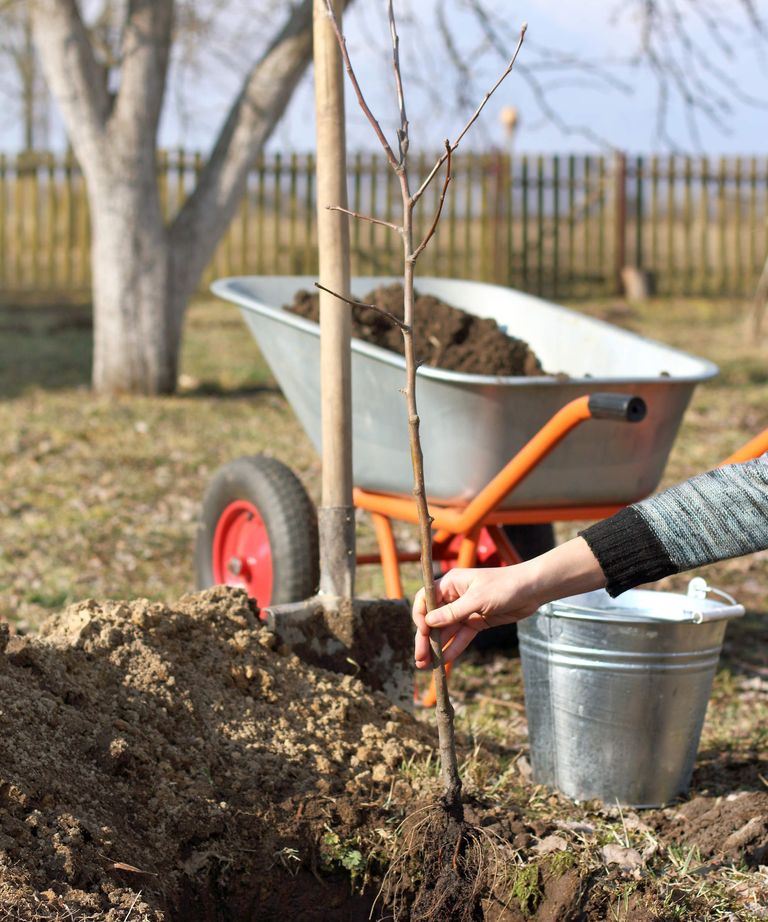 How to fertilize fruit trees expert tips for feeding plants Homes & Gardens