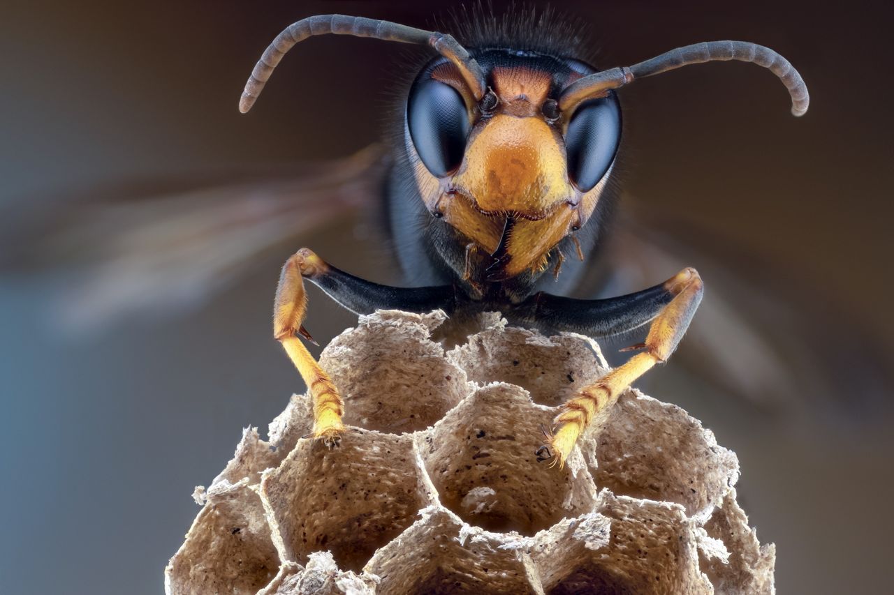 The Asian hornet. Buzz off.