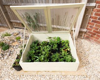 cream painted wooden cold frame filled with plants