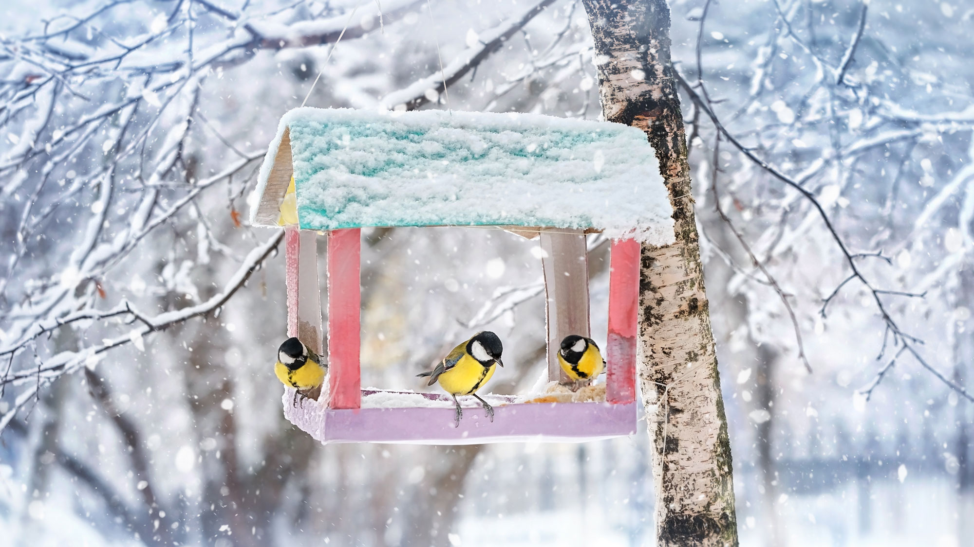 birds flocking around a bird feeder in winter
