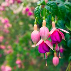 Bright fuchsia blooms