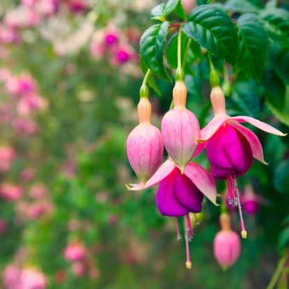 Bright fuchsia blooms