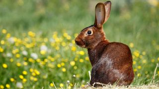 Belgian hare rabbit