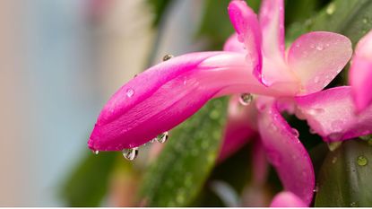 Christmas cactus