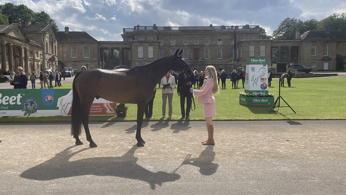 Felicity Collins and RSH Contend Or at the Bramham Horse Trials first trot-up 2024.