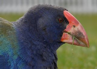 A flightless Takahe bird from New Zealand