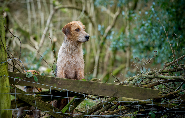 Curre and LLangibby Hunt 07 02 2015