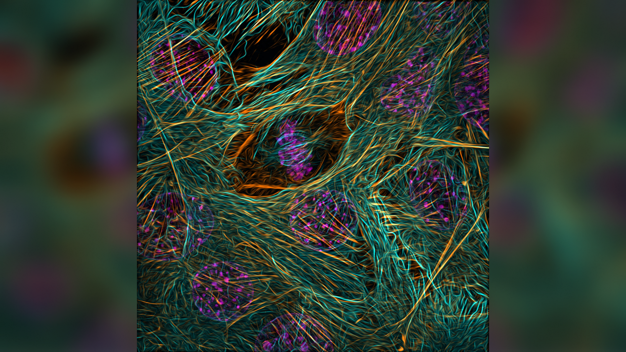 A compact group of multicolored torn fibres