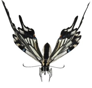 Swallowtail Butterfly Google Search 3D model