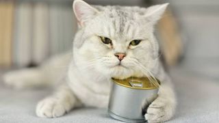 Stop cat eating too cheap fast