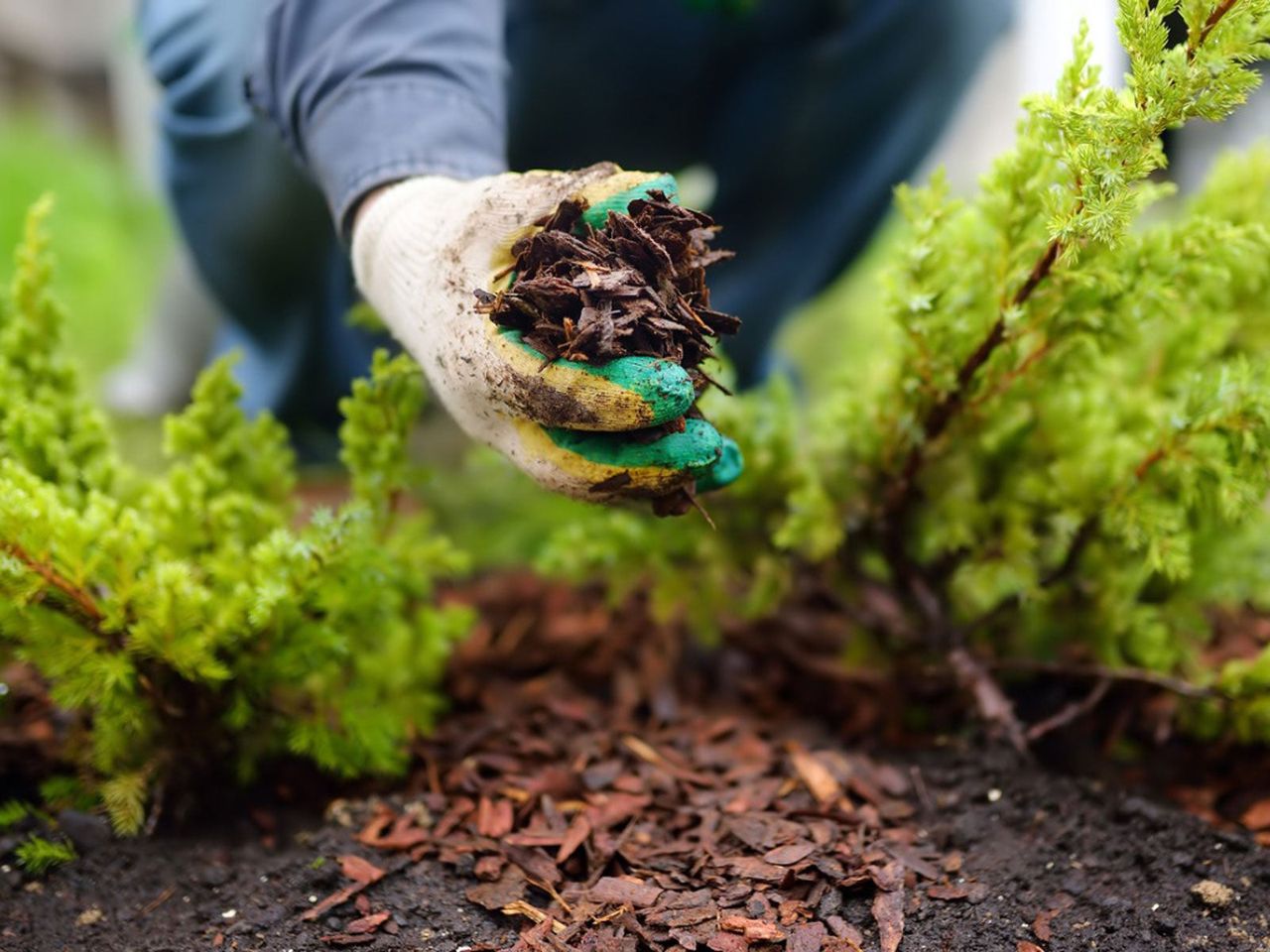 Gardener Placing Mulch In The Garden