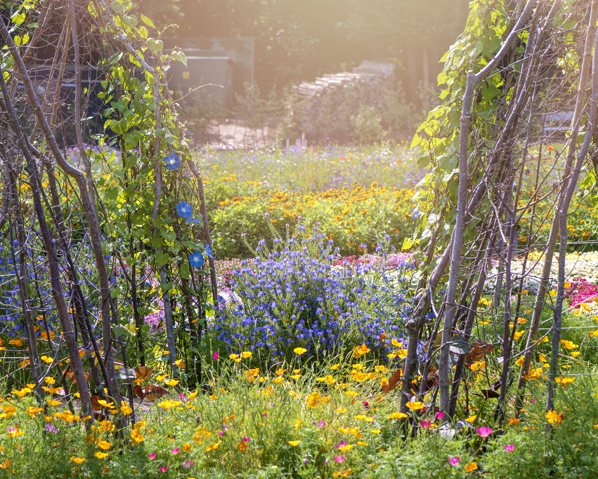 Beautiful garden beds mixing edible and ornamental plants