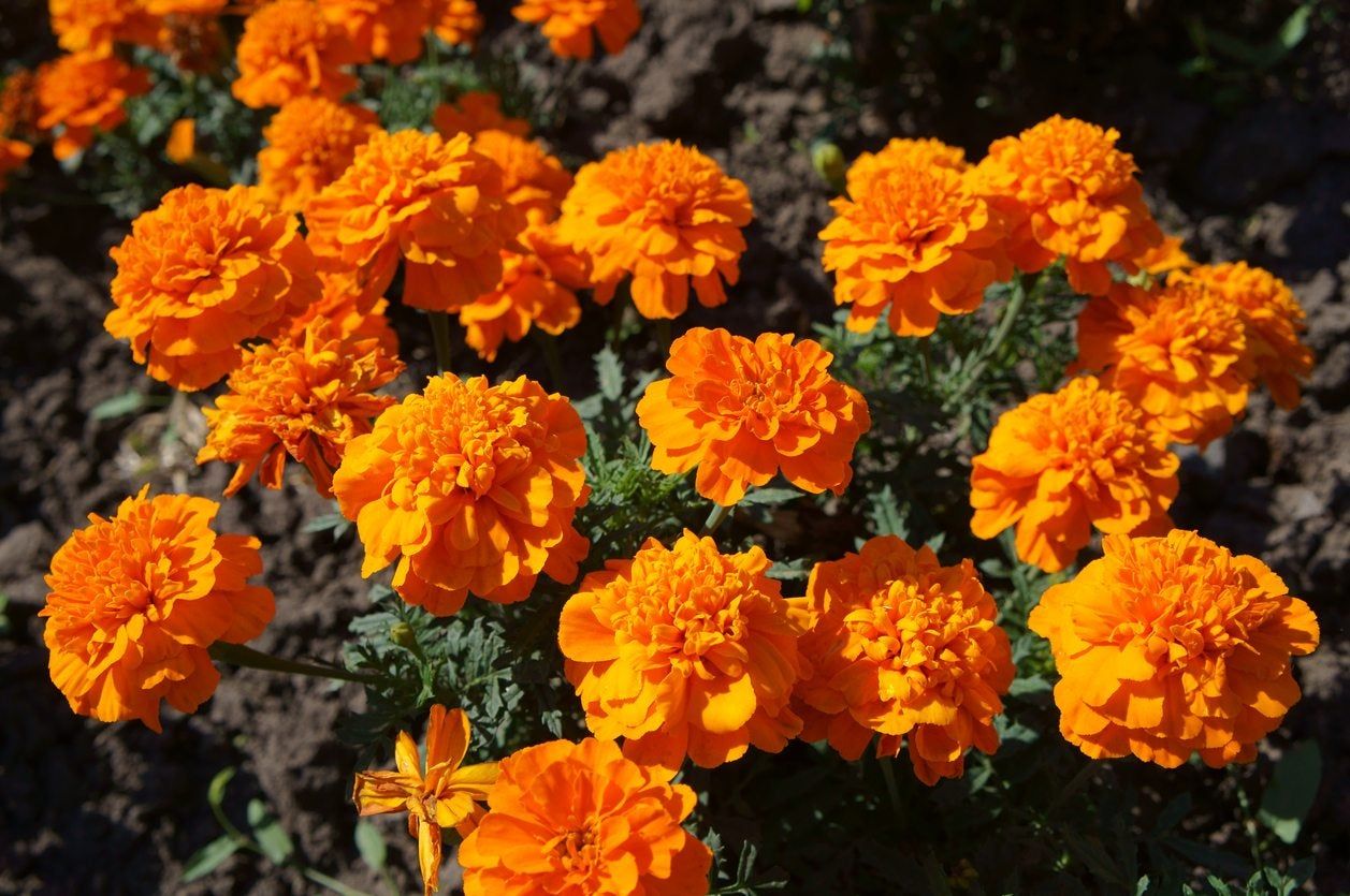 Orange Flowers