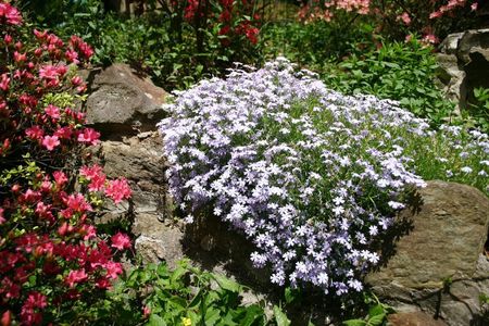 Creeping Phlox Flowers In Garden