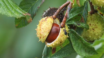 A branch of ripe conkers on a Horse Chestnut Tree (Aesculus hippocastanum)