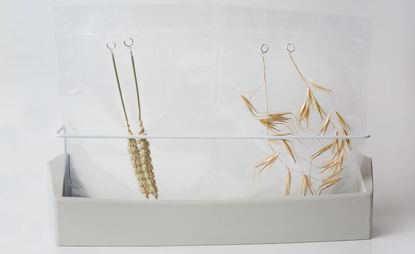 Wheat and oat plant earrings with brass and silver