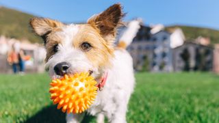 Happy Jack Russell terrier dog playing with a ball on the lawn in the city park.