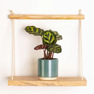 small prayer plant on hanging shelf
