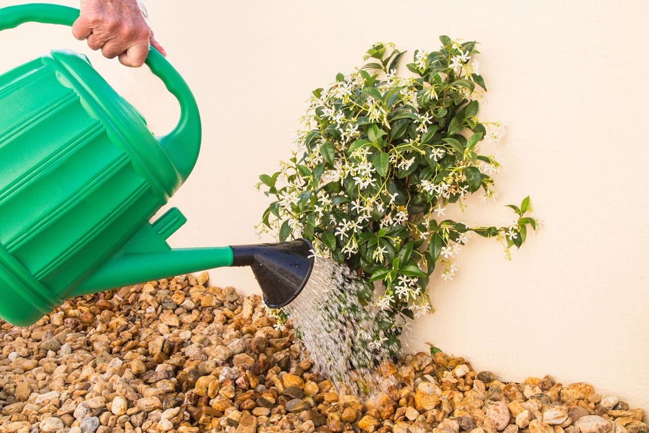 Watering Can Watering A Jasmine Plant