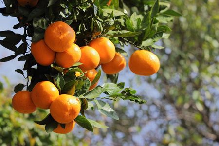 harvest tangerine