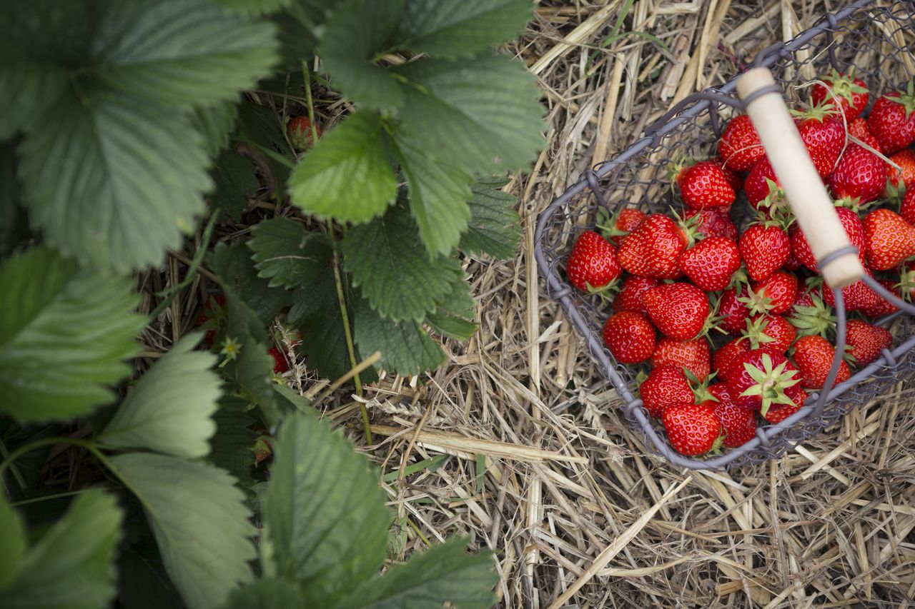 Strawberries: when to plant strawberries and a selection in a basket that have been picked