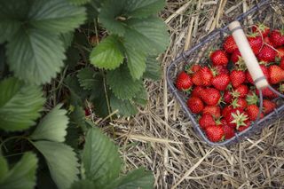 Strawberries when to grow and a selection in a basket that have been picked
