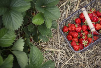 Strawberries: when to plant strawberries and a selection in a basket that have been picked
