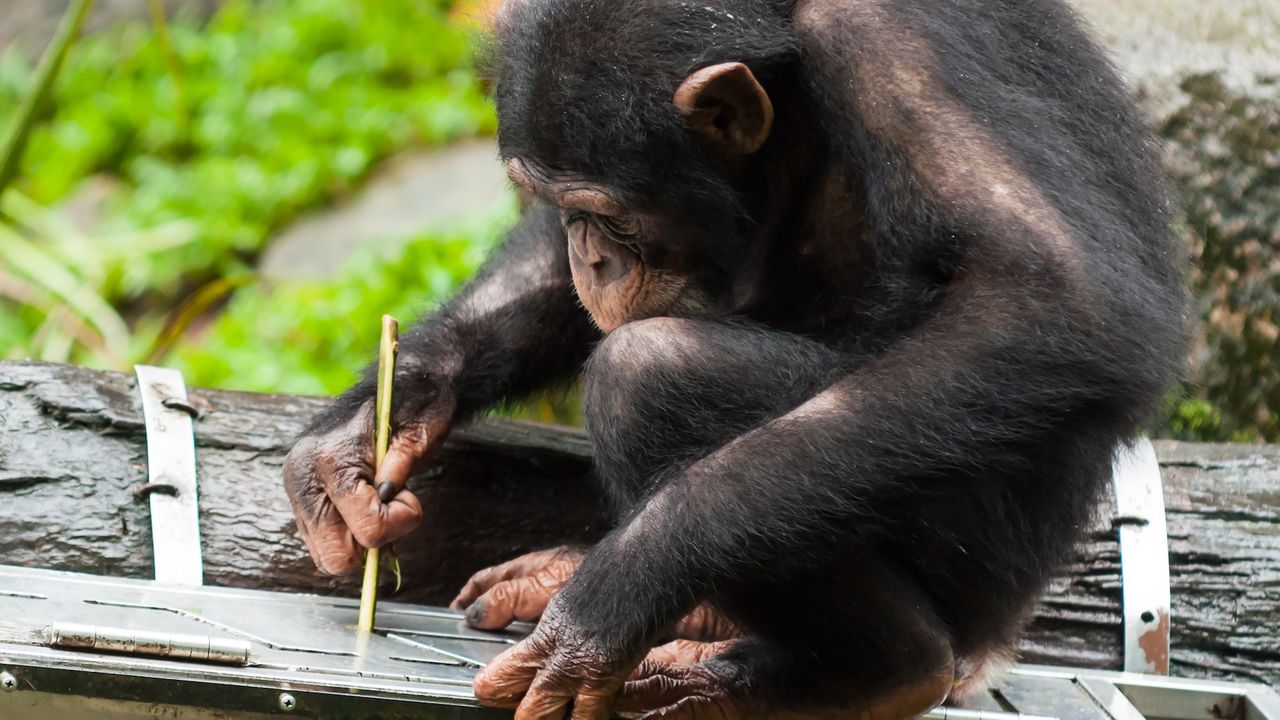 a chimpanzee tries to open a box with a stick