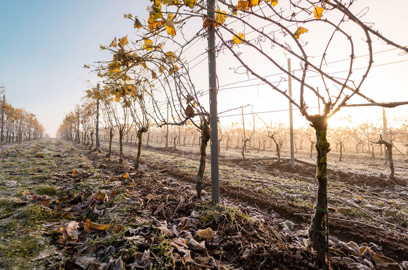 Building a wine region from scratch: Three pioneers share their stories