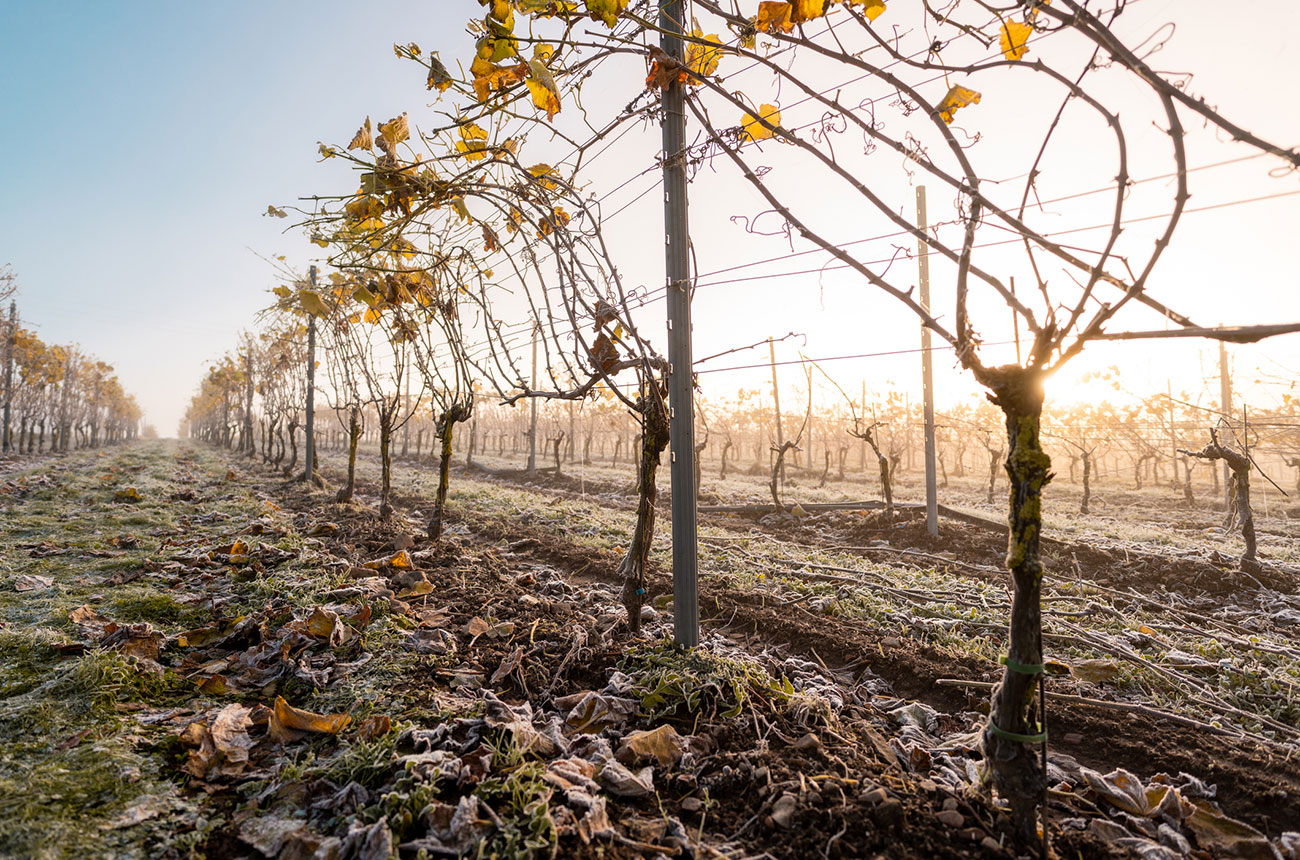 sweden vineyards